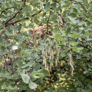 LABURNUM ANAGYROIDES, MEDIK, MAGGIOCIONDOLO, EUROPA MERIDIONALE, LEGUMINOSAE - 5370