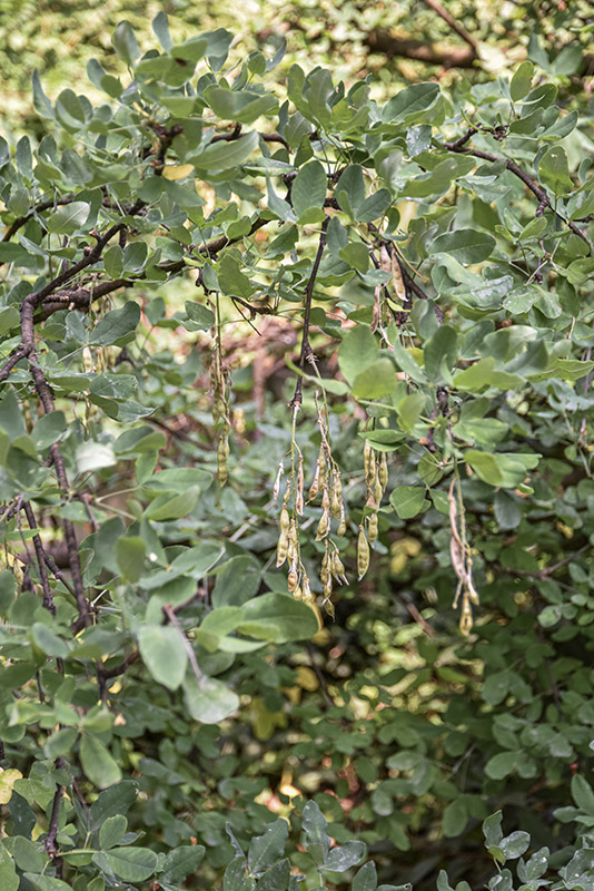 LABURNUM ANAGYROIDES, MEDIK, MAGGIOCIONDOLO, EUROPA MERIDIONALE, LEGUMINOSAE - 5370