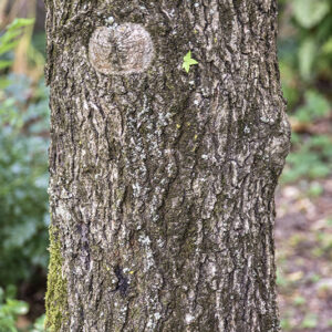 LIQUIDAMBAR STYRACIFLUA, L, STORACE, NORD AMERICA, ALTINGIACEAE - 5372