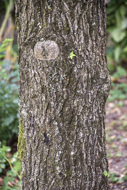 LIQUIDAMBAR STYRACIFLUA, L, STORACE, NORD AMERICA, ALTINGIACEAE - 5372