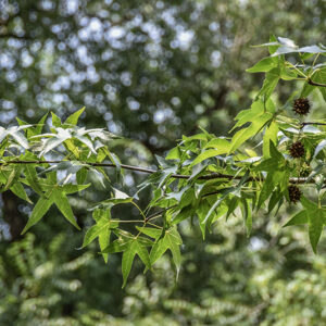 LIQUIDAMBAR STYRACIFLUA, L, STORACE, NORD AMERICA, ALTINGIACEAE - 5373