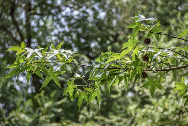 LIQUIDAMBAR STYRACIFLUA, L, STORACE, NORD AMERICA, ALTINGIACEAE - 5373