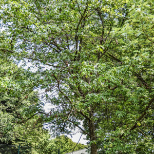 LIQUIDAMBAR STYRACIFLUA, L, STORACE, NORD AMERICA, ALTINGIACEAE - 5374