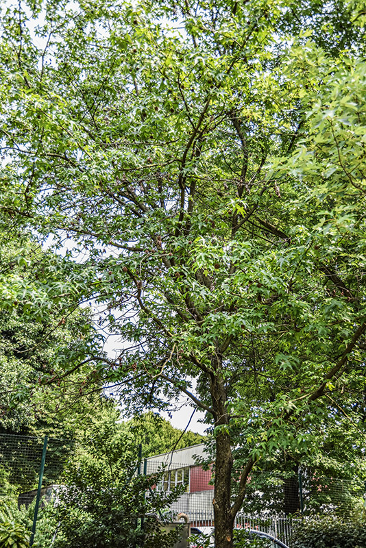 LIQUIDAMBAR STYRACIFLUA, L, STORACE, NORD AMERICA, ALTINGIACEAE - 5374