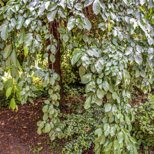 PRUNUS SUBHIRTELLA, CILIEGIO PENDULO, GIAPPONE, ROSACEAE - 5376