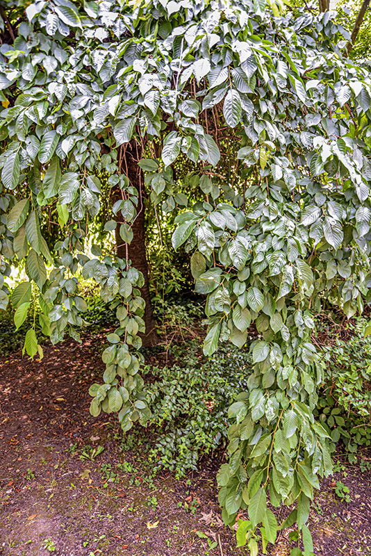 PRUNUS SUBHIRTELLA, CILIEGIO PENDULO, GIAPPONE, ROSACEAE - 5376