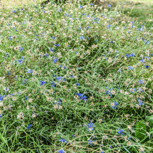CYNASUM SEGETUM, FIORDALISO, ASTERACEAE, SUBCOSMOPOLITA - 5378
