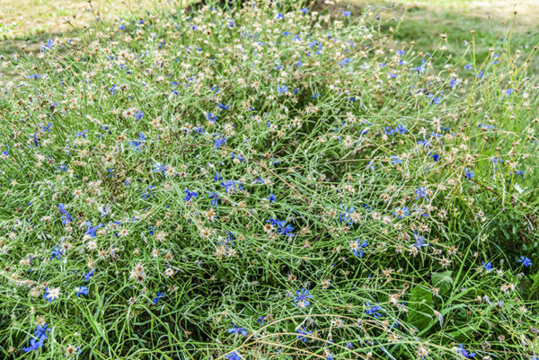 CYNASUM SEGETUM, FIORDALISO, ASTERACEAE, SUBCOSMOPOLITA - 5378