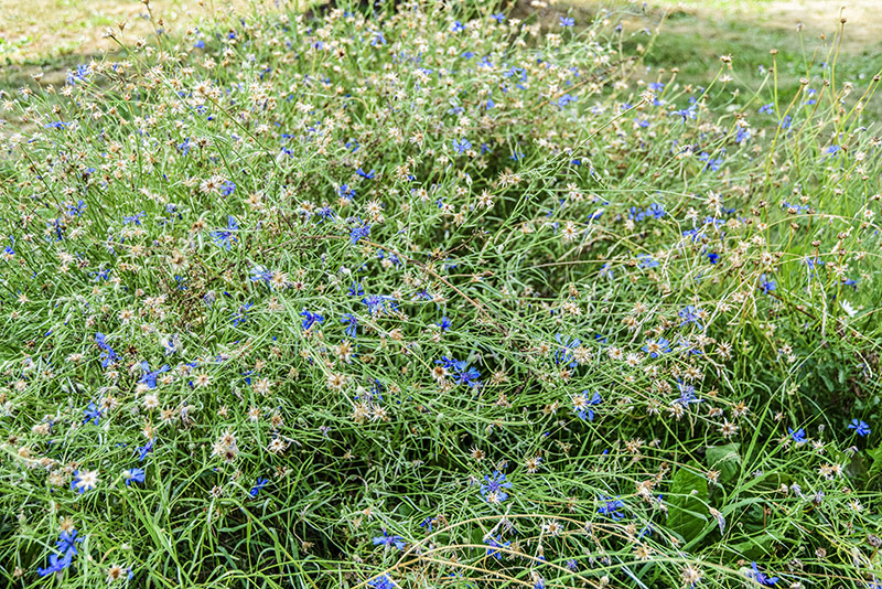 CYNASUM SEGETUM, FIORDALISO, ASTERACEAE, SUBCOSMOPOLITA - 5378 - immagine 1