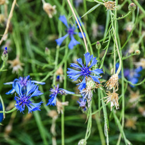 CYNASUM SEGETUM, FIORDALISO, ASTERACEAE, SUBCOSMOPOLITA - 5379