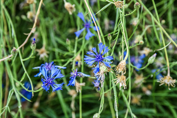 CYNASUM SEGETUM, FIORDALISO, ASTERACEAE, SUBCOSMOPOLITA - 5379