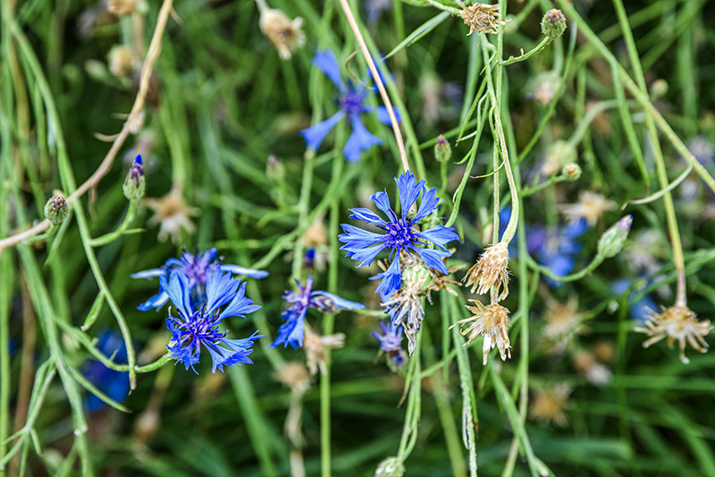 CYNASUM SEGETUM, FIORDALISO, ASTERACEAE, SUBCOSMOPOLITA - 5379 - immagine 1
