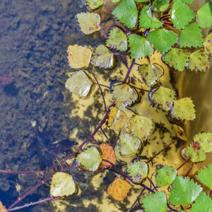 TRAPA NATANS, CASTAGNA D'ACQUA, EUROPA, ASIA, AFRICA, LYTHRACEAE - 5381
