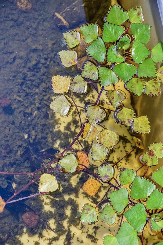 TRAPA NATANS, CASTAGNA D'ACQUA, EUROPA, ASIA, AFRICA, LYTHRACEAE - 5381