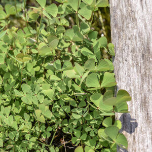 MARSILEA QUADRIFOLIA, MARSILEACEAE - 5383