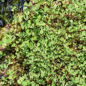 MARSILEA QUADRIFOLIA, MARSILEACEAE  - 5384