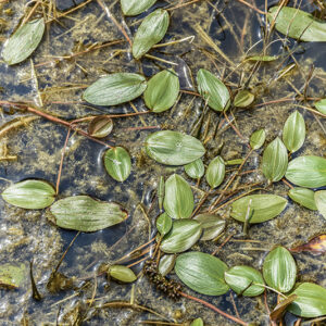 STRATIOTES ALOIDES, L,  EUROPA, ASIA NORD OCCIDENTALE, HYDROCHARITACEAE - 5386