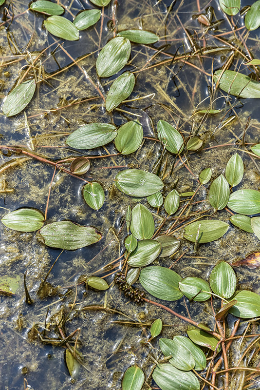 STRATIOTES ALOIDES, L,  EUROPA, ASIA NORD OCCIDENTALE, HYDROCHARITACEAE - 5386