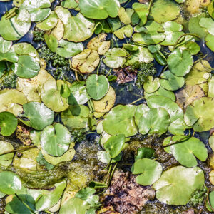 HOTTONIA PALUSTRIS, L, PRIMULACEAE - 5388
