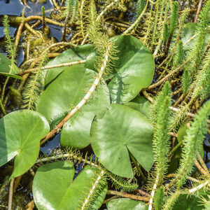 NYMPHEA ALBA, NINFEA BIANCA, NYMPHACEAE - 5391