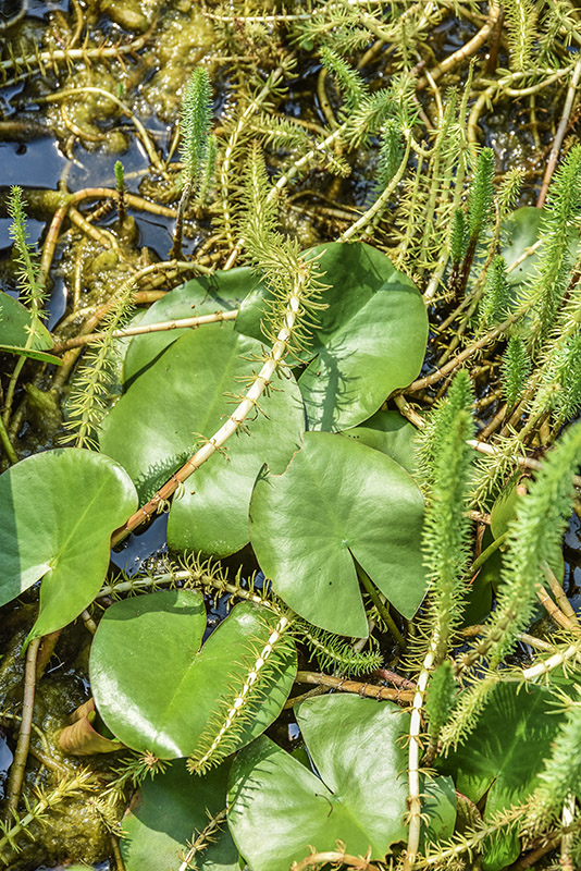 NYMPHEA ALBA, NINFEA BIANCA, NYMPHACEAE - 5391