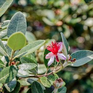 ACCA SELLOWIANA, FEIJOA, SUD AMERICA, MYRTACEAE - 5393