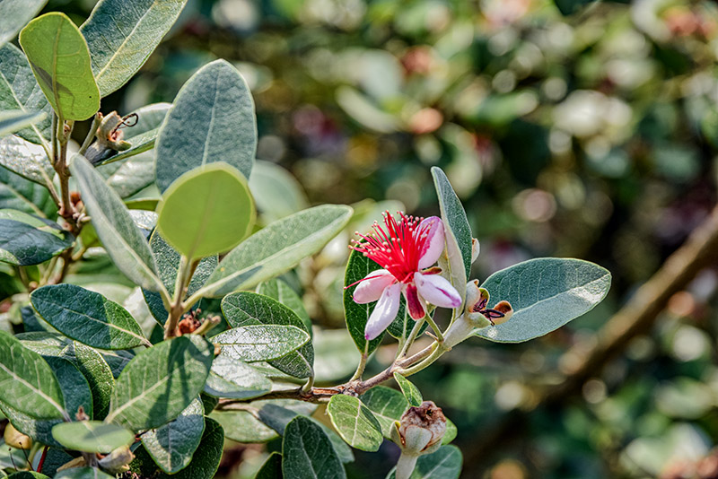 ACCA SELLOWIANA, FEIJOA, SUD AMERICA, MYRTACEAE - 5393 - immagine 1