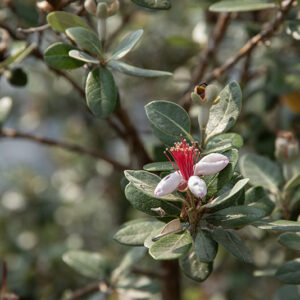ACCA SELLOWIANA, FEIJOA, SUD AMERICA, MYRTACEAE - 5394