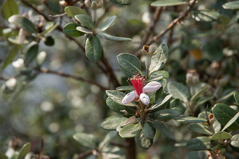 ACCA SELLOWIANA, FEIJOA, SUD AMERICA, MYRTACEAE - 5394 - immagine 1