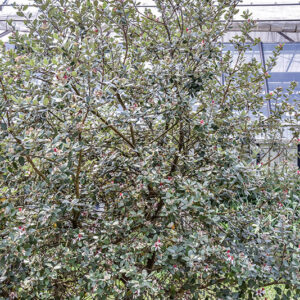 ACCA SELLOWIANA, FEIJOA, SUD AMERICA, MYRTACEAE - 5395