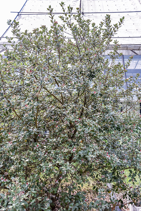 ACCA SELLOWIANA, FEIJOA, SUD AMERICA, MYRTACEAE - 5395