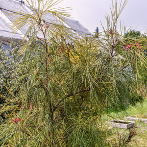 GREVILLEA, JOHNSONII, NUOVO GALLES DEL SUD, AUSTRALIA, PROTEACEAE - 5397