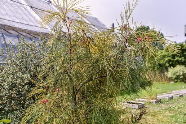 GREVILLEA, JOHNSONII, NUOVO GALLES DEL SUD, AUSTRALIA, PROTEACEAE - 5397