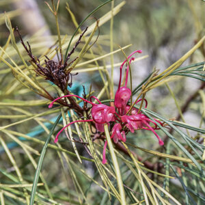 GREVILLEA, JOHNSONII, NUOVO GALLES DEL SUD, AUSTRALIA, PROTEACEAE - 5398