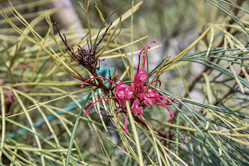 GREVILLEA, JOHNSONII, NUOVO GALLES DEL SUD, AUSTRALIA, PROTEACEAE - 5398 - immagine 1