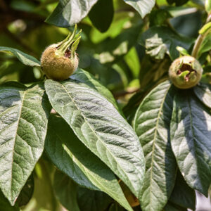 MESPILUS GERMANICA, L, NESPOLO COMUNE, EUROPA, ASIA SUD OCCIDENTALE, ROSACEAE - 5400