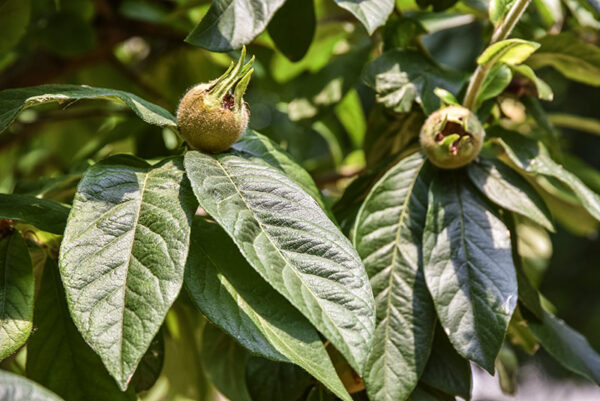 MESPILUS GERMANICA, L, NESPOLO COMUNE, EUROPA, ASIA SUD OCCIDENTALE, ROSACEAE - 5400