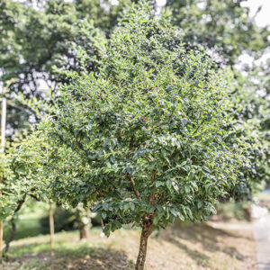 MESPILUS GERMANICA, L, NESPOLO COMUNE, EUROPA, ASIA SUD OCCIDENTALE, ROSACEAE - 5402