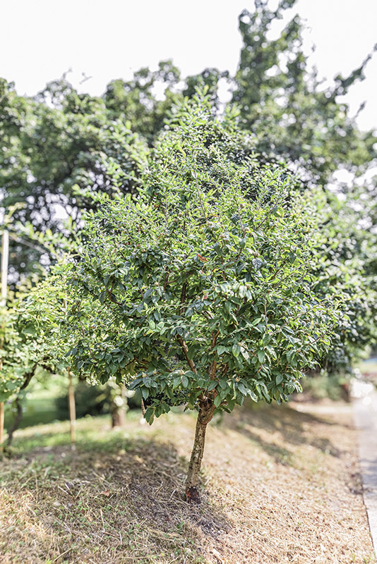 MESPILUS GERMANICA, L, NESPOLO COMUNE, EUROPA, ASIA SUD OCCIDENTALE, ROSACEAE - 5402