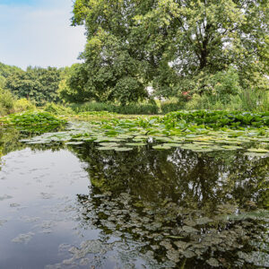 STAGNO VEGETAZIONE - 5403