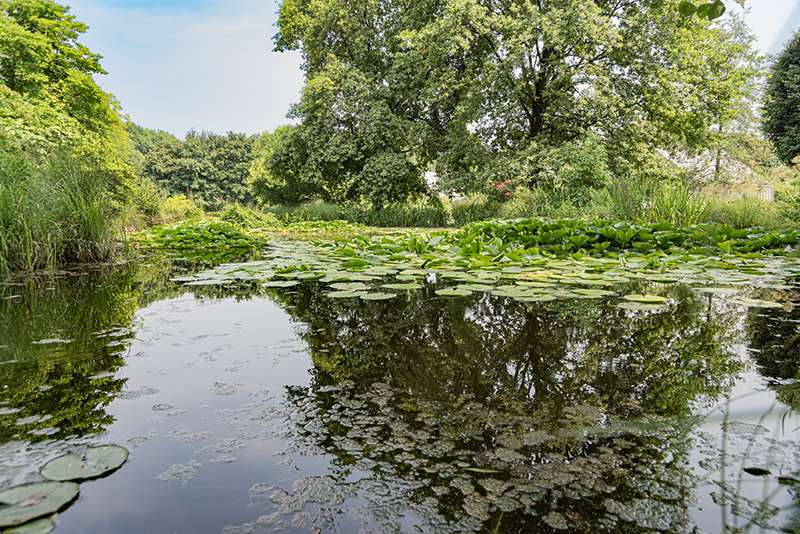 STAGNO VEGETAZIONE - 5403 - immagine 1