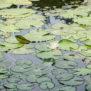 NYMPHEA ALBA, NINFEA BIANCA, NYMPHACEAE - 5405