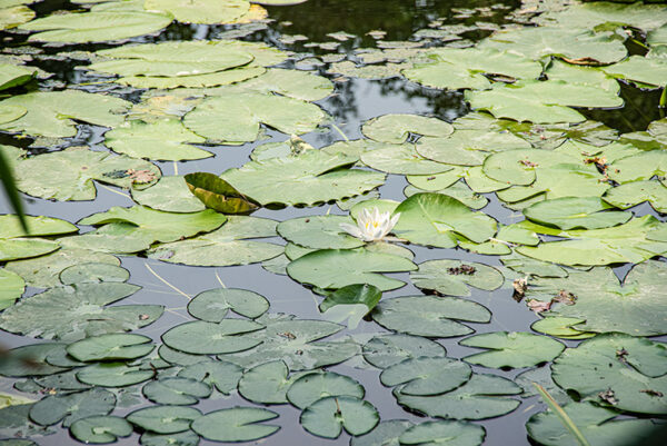 NYMPHEA ALBA, NINFEA BIANCA, NYMPHACEAE - 5405