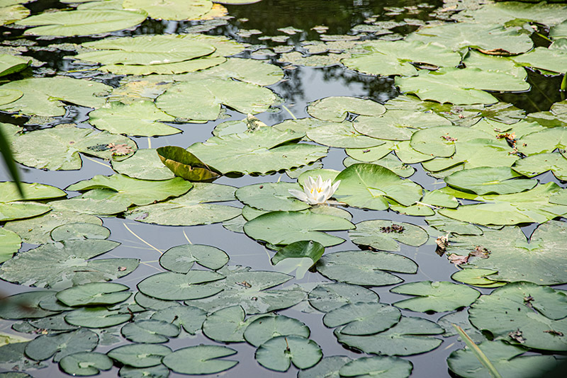 NYMPHEA ALBA, NINFEA BIANCA, NYMPHACEAE - 5405 - immagine 1