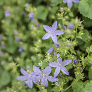 CAMPANULA POSCHARSKYANA, D, CAMPANULACEAE - 4591