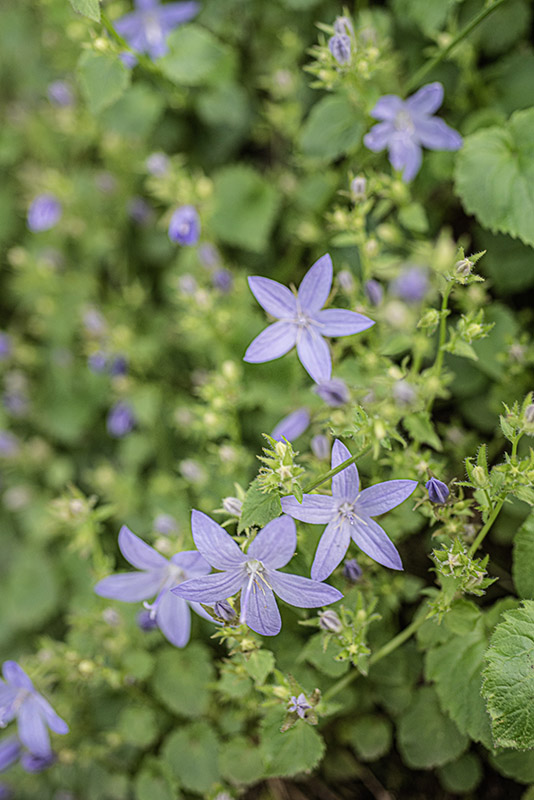 CAMPANULA POSCHARSKYANA, D, CAMPANULACEAE - 4591