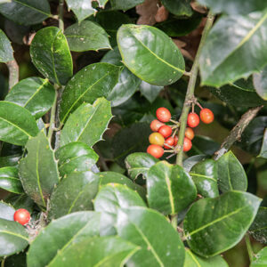 ILEX AQUIFOLIUM, L, AGRIFOGLIO, PUNGITOPO MAGGIORE, AQUIFOLIACEAE, BACINO DEL MEDITERRANEO - 4304