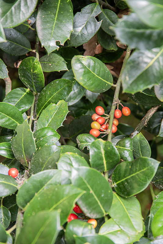 ILEX AQUIFOLIUM, L, AGRIFOGLIO, PUNGITOPO MAGGIORE, AQUIFOLIACEAE, BACINO DEL MEDITERRANEO - 4304