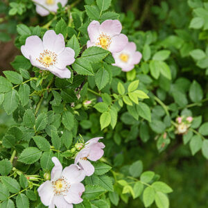 ROSA CANINA - ROSACEAE - 4320