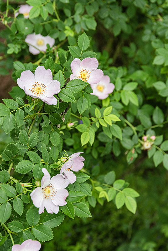 ROSA CANINA - ROSACEAE - 4320